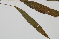 單葉雙蓋蕨藏品圖，第3張