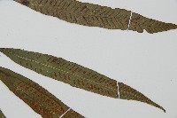 單葉雙蓋蕨藏品圖，第4張