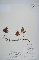 陰石蕨藏品圖，第1張