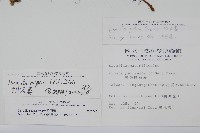 陰石蕨藏品圖，第2張