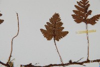 陰石蕨藏品圖，第3張