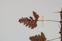 陰石蕨藏品圖，第5張