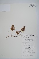 陰石蕨藏品圖，第1張