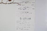 陰石蕨藏品圖，第2張