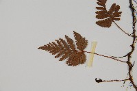 陰石蕨藏品圖，第4張