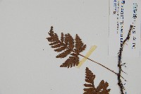 陰石蕨藏品圖，第5張