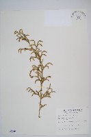 過山龍藏品圖，第1張