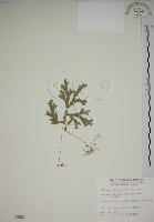 生根卷柏藏品圖，第1張