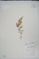 玉山卷柏藏品圖，第1張