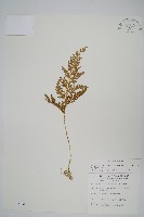 異葉卷柏藏品圖，第1張