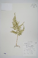 異葉卷柏藏品圖，第1張