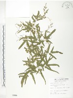 海金沙藏品圖，第1張