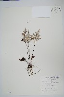 長柄粉背蕨藏品圖，第1張