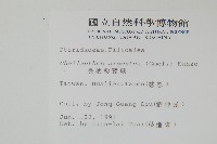 長柄粉背蕨藏品圖，第2張