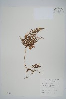 高山金粉蕨藏品圖，第1張