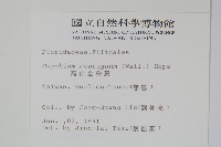 高山金粉蕨藏品圖，第2張