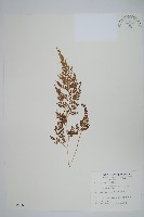 高山金粉蕨藏品圖，第1張