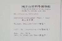 高山金粉蕨藏品圖，第2張