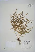 鳳尾蕨藏品圖，第1張