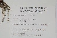 鳳尾蕨藏品圖，第2張