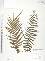 鱗蓋鳳尾蕨藏品圖，第1張