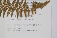 刺柄碗蕨藏品圖，第5張