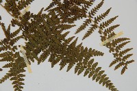 刺柄碗蕨藏品圖，第6張