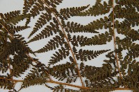 刺柄碗蕨藏品圖，第7張