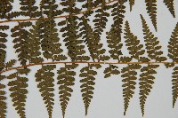 刺柄碗蕨藏品圖，第8張