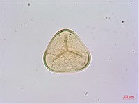 刺柄碗蕨藏品圖，第2張