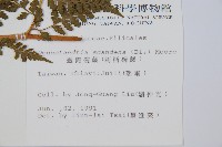 刺柄碗蕨藏品圖，第2張