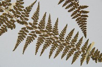 刺柄碗蕨藏品圖，第3張