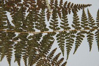 刺柄碗蕨藏品圖，第4張