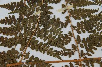 刺柄碗蕨藏品圖，第5張