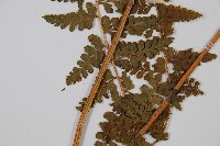 刺柄碗蕨藏品圖，第3張