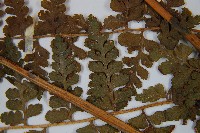 刺柄碗蕨藏品圖，第4張