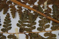 刺柄碗蕨藏品圖，第5張