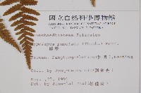 姬蕨藏品圖，第5張