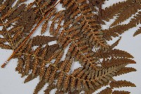 姬蕨藏品圖，第6張