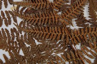 姬蕨藏品圖，第7張