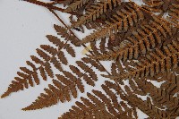 姬蕨藏品圖，第8張