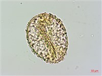 姬蕨藏品圖，第2張