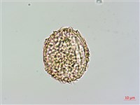 姬蕨藏品圖，第4張