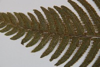 邊緣鱗蓋蕨藏品圖，第5張