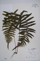 虎克氏鱗蓋蕨藏品圖，第1張