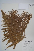 巒大蕨藏品圖，第1張