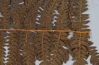 巒大蕨藏品圖，第3張