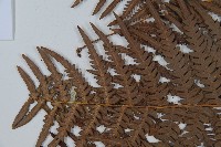 巒大蕨藏品圖，第4張