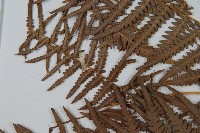 巒大蕨藏品圖，第5張