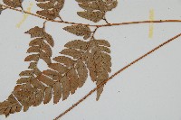 小葉複葉耳蕨藏品圖，第3張